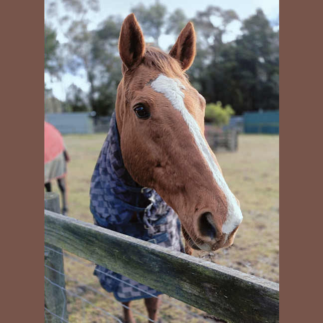 Photo of Ginger (Montville Lass)