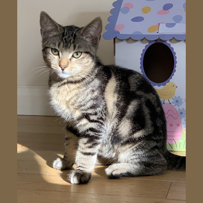 Photo of Ziggy & Bowie