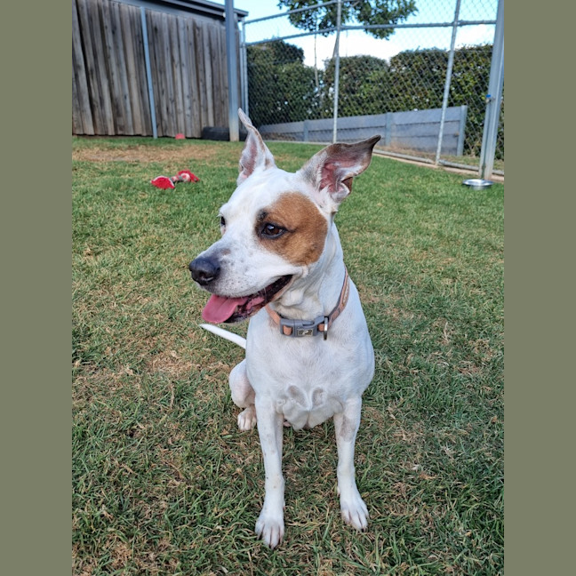 Photo of Ziggy