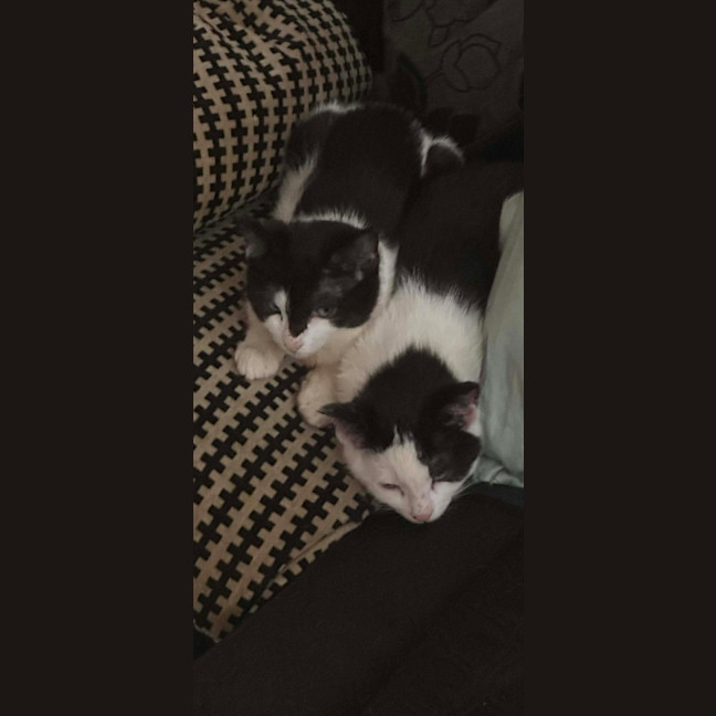 Photo of Gizmo / Molly Moo