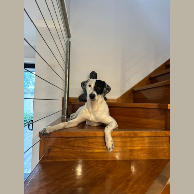 Photo of Maggie   8 Month Old Bull Arab X