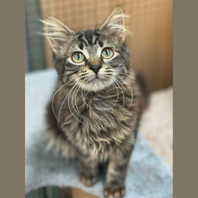 Photo of Libby**2nd Chance Chat Rescue**