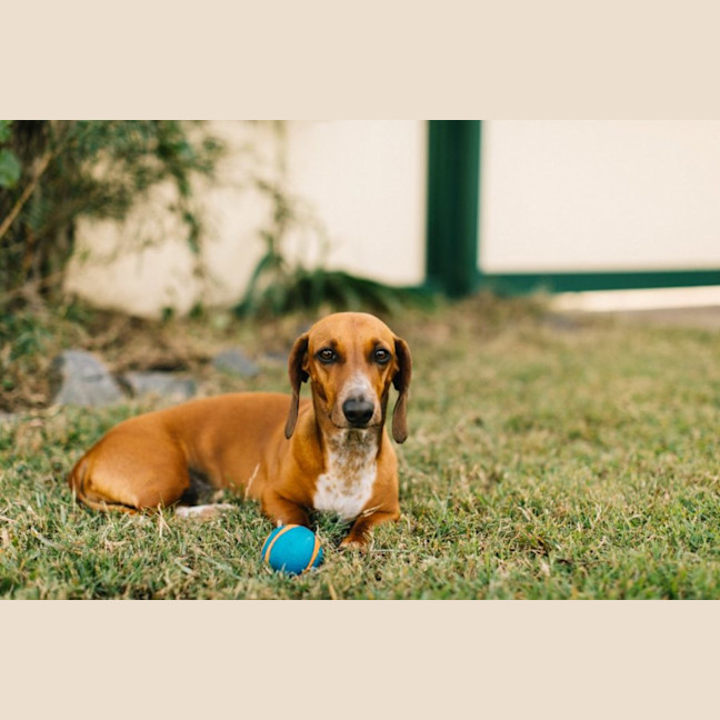 Photo of Fredrick & Willow #Bonded Pair