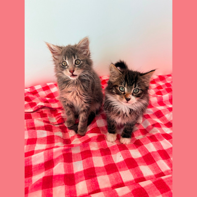 Photo of Darcy & Delilah