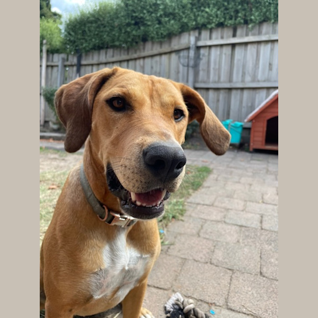 Photo of Nala