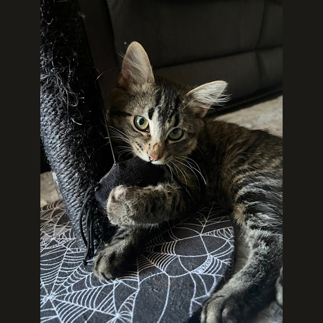 Photo of Xavier