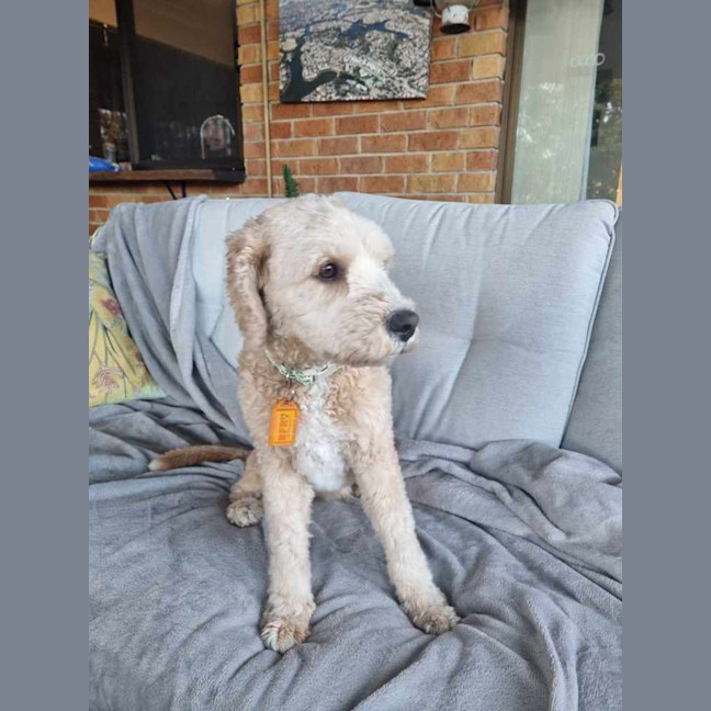 Photo of Soxy 