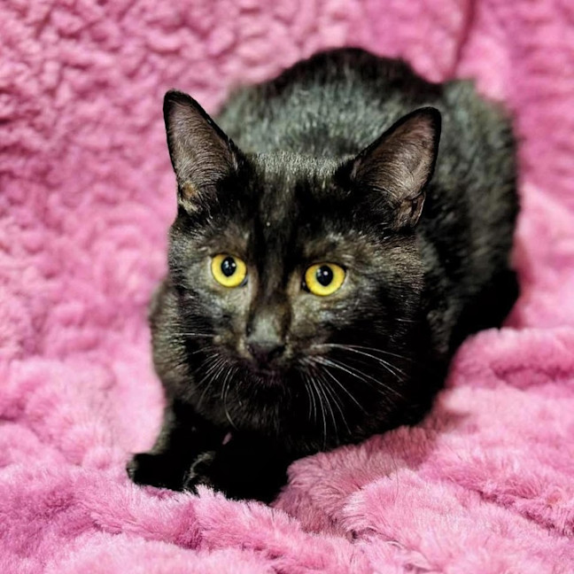 Photo of 12451   Albie