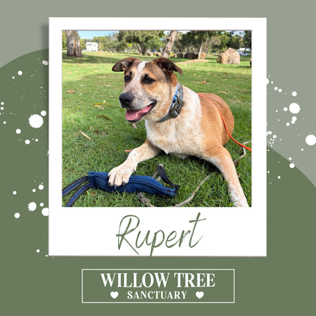 Photo of Rupert
