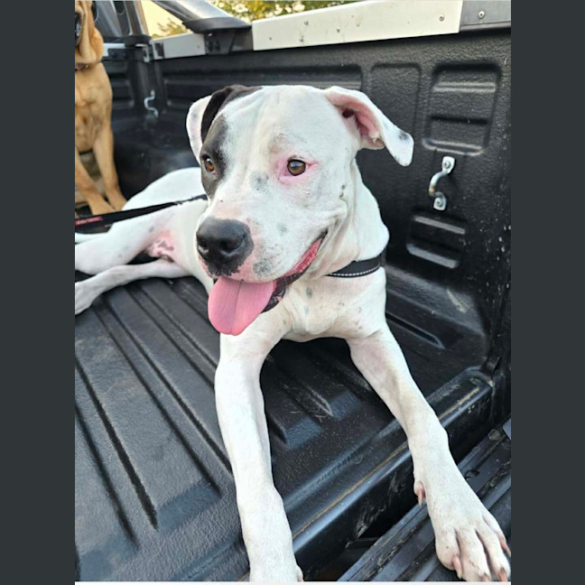 Photo of Sarge