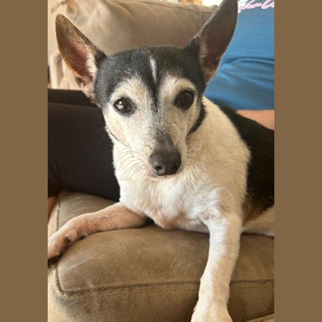 Photo of China   14 Year Old Tenterfield Terrier