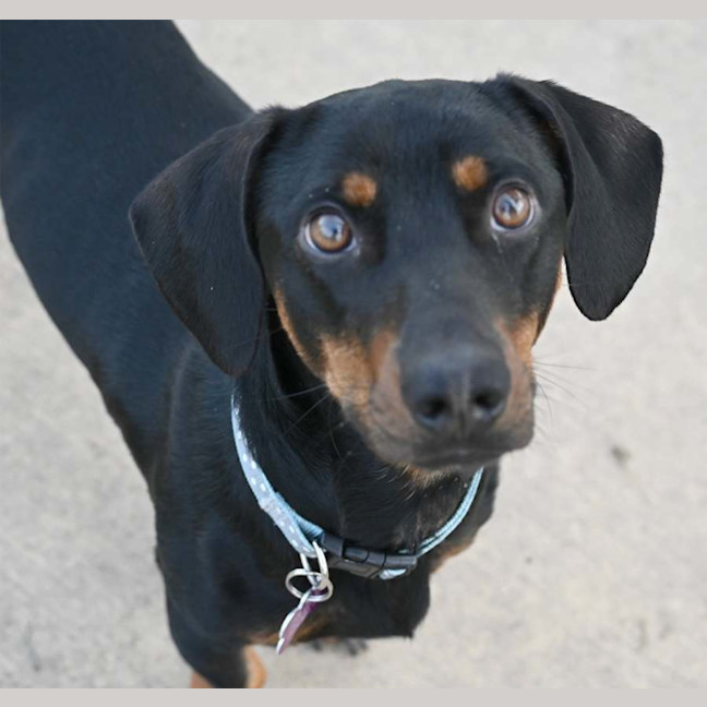 Photo of Dobby