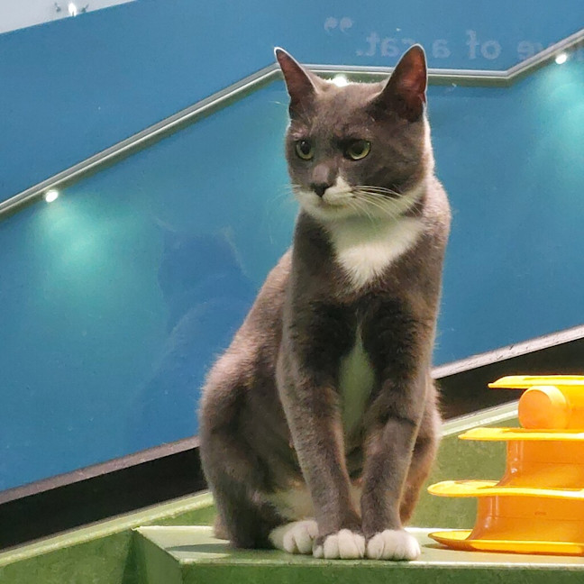 Photo of Garlic Bread