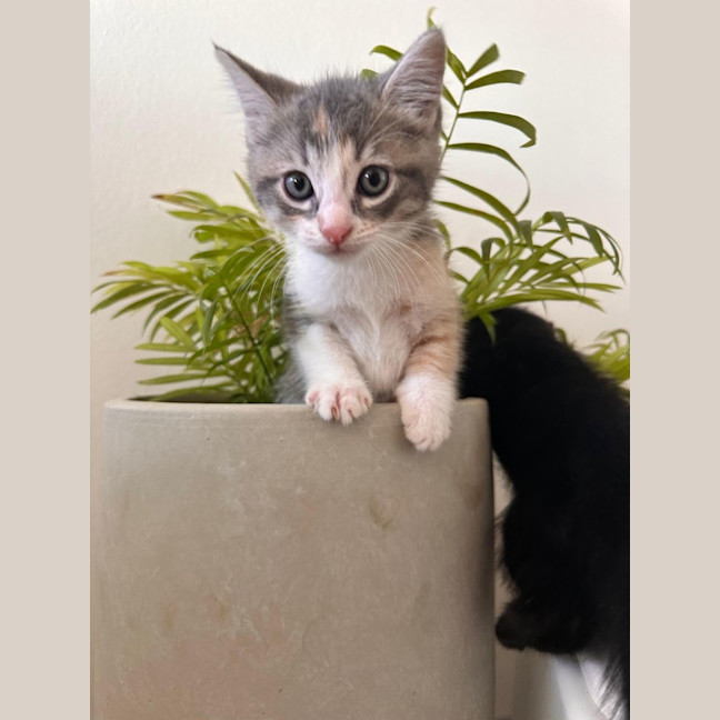 Photo of Lavender Haze