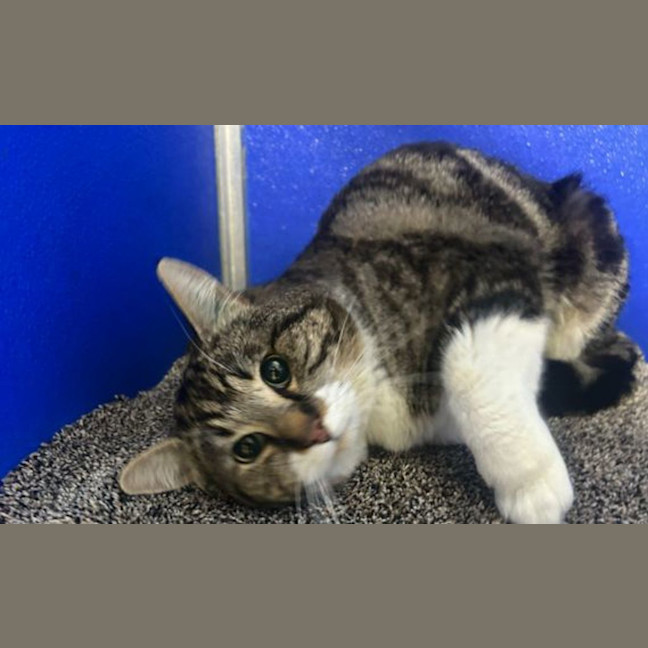 Photo of Benbi