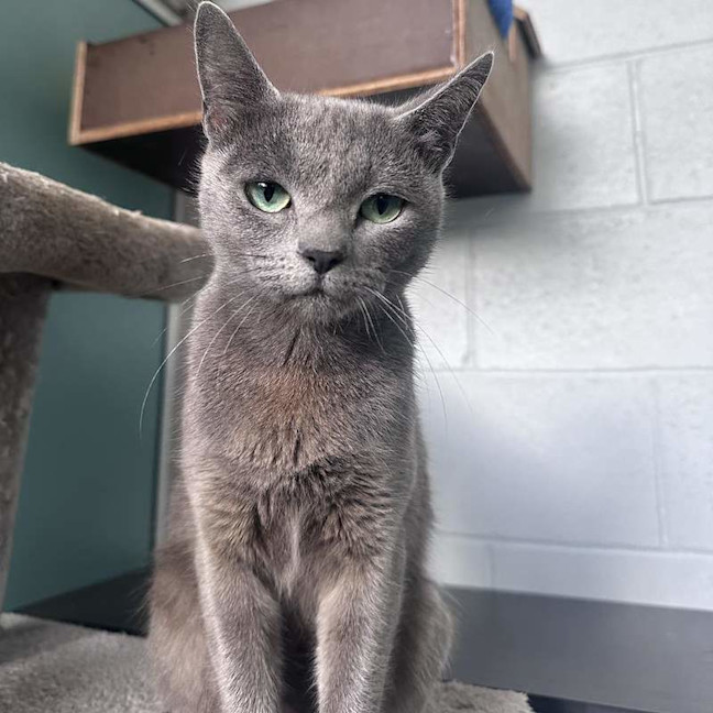 Photo of Lyra