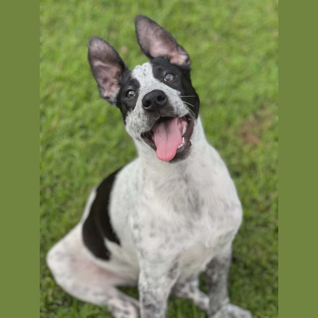 Photo of Diesel