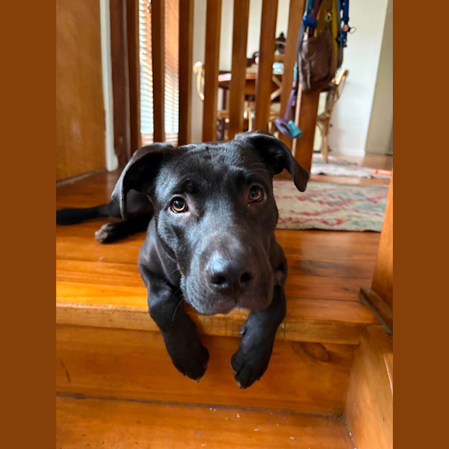 Photo of Viceroy