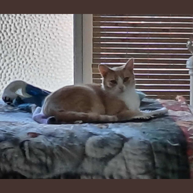 Photo of Lady Daphne* 9 Lives Project Rescue*