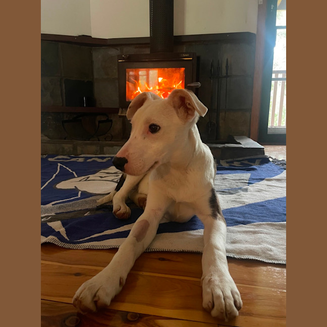 Photo of Ollie