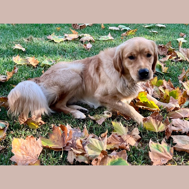 Photo of Teddy