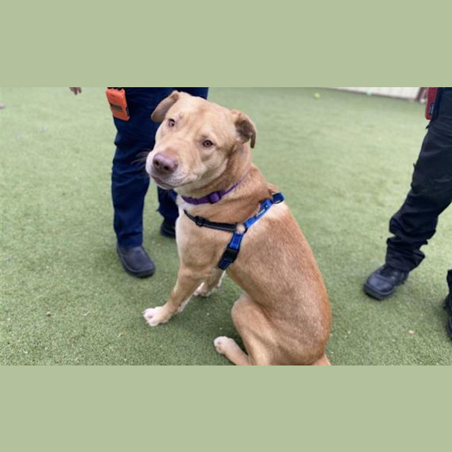 Photo of Whisky