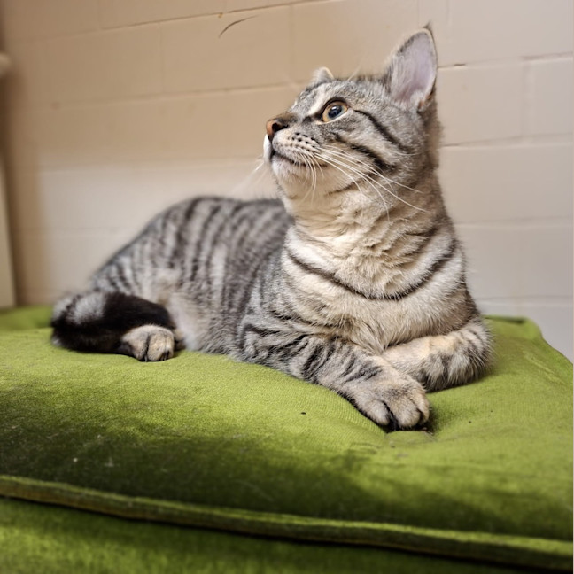 Photo of Tinsel