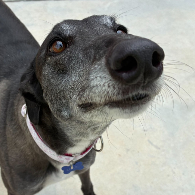 Photo of Angel The Greyhound