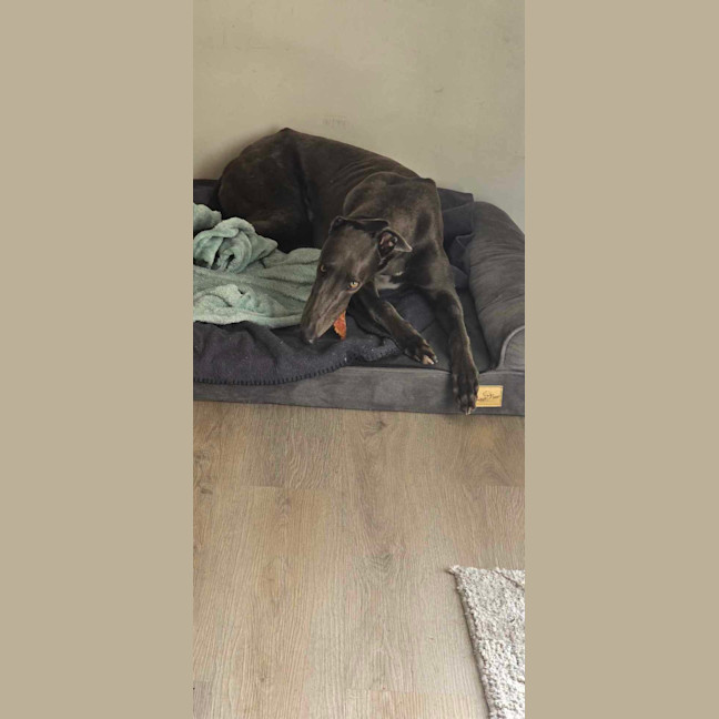 Photo of Hansel, The Blue Greyhound