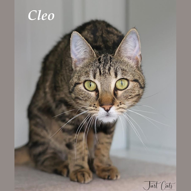 Photo of Cleo