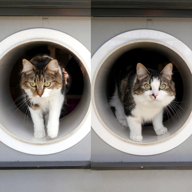 Photo of Milo Sua013914 & Molly Sua013915