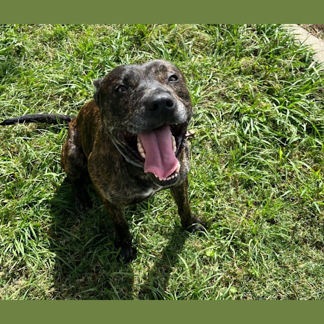 Photo of Chase (8999)