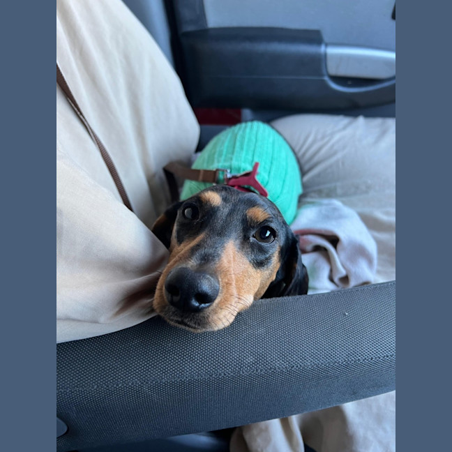 Photo of Morris   2 Year Old Dachshund 