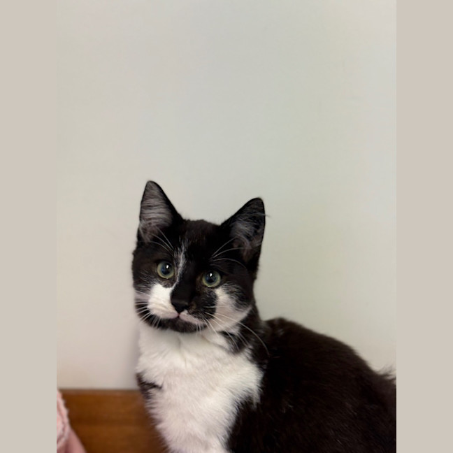 Photo of Weasel   Burnie