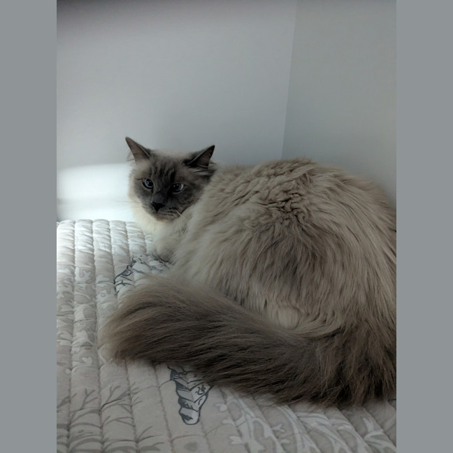 Photo of Milo