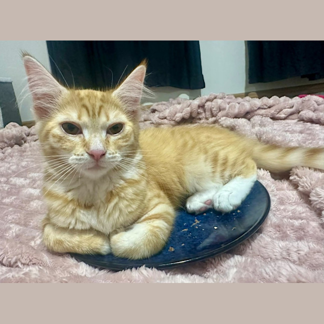 Photo of Tilly Torrens