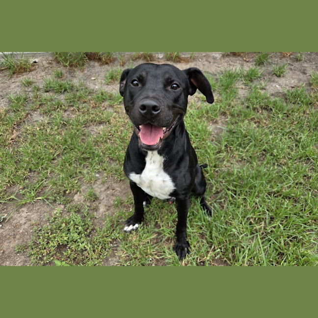 Photo of Odie Imp 587