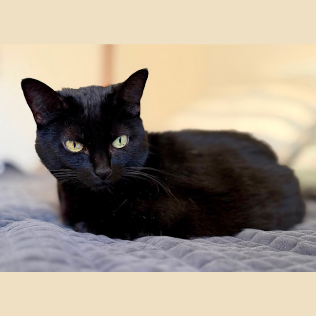 Photo of Nyx