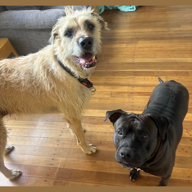 Photo of Molly And Romeo