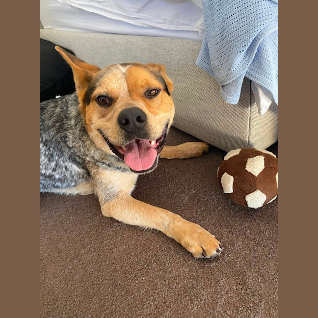 Photo of Oscar *$150 Adoption Fee*