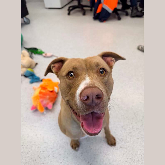 Photo of Kali