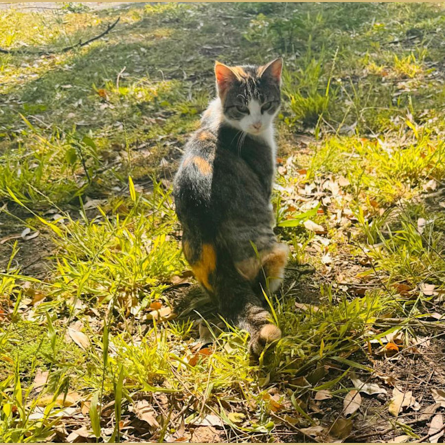 Photo of Cali