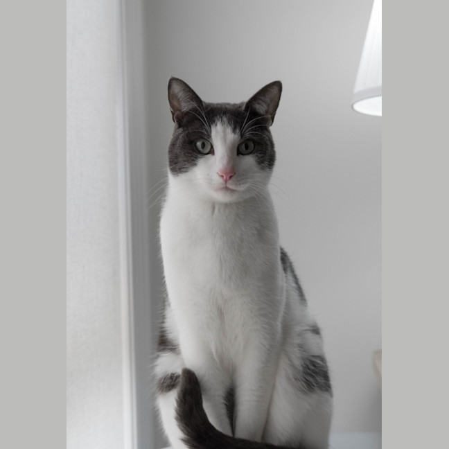 Photo of Felix The Cat!