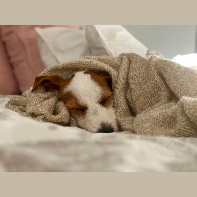 Photo of Sweetie Pie