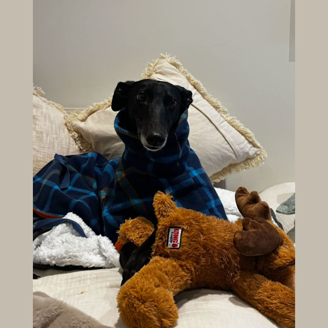 Photo of Bella