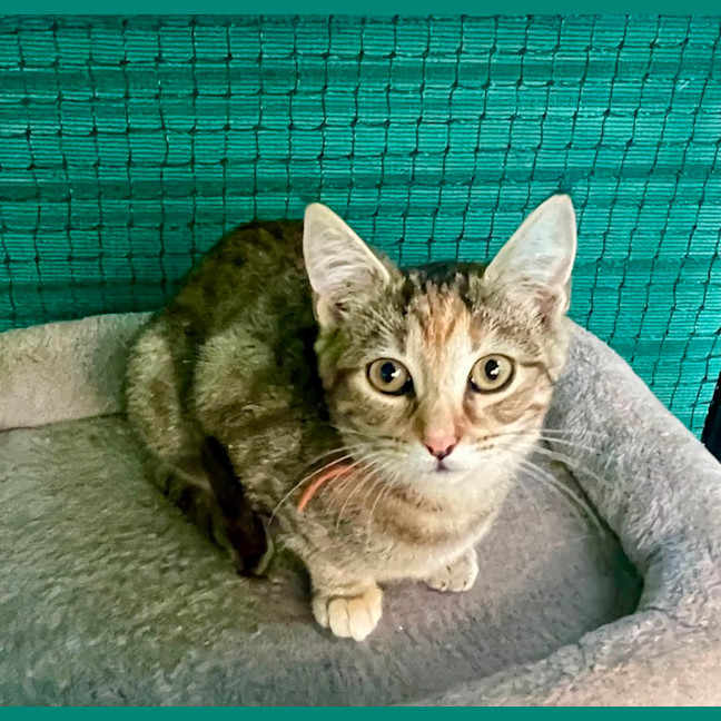 Photo of Alara **2nd Chance Cat Rescue**