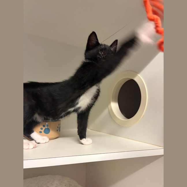Photo of Kiwi 
