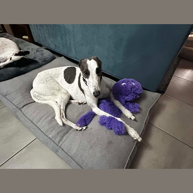 Photo of Delphi, The Greyhound 