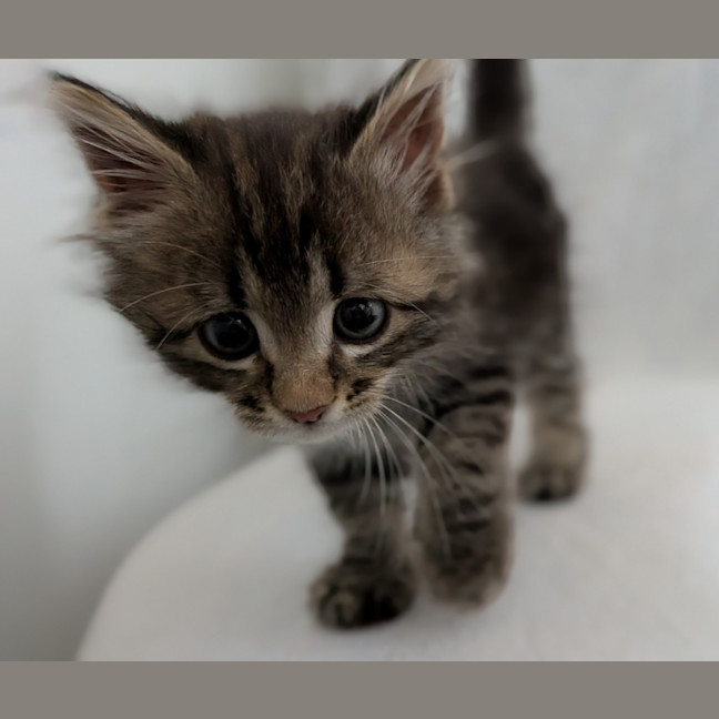 Photo of Meeko