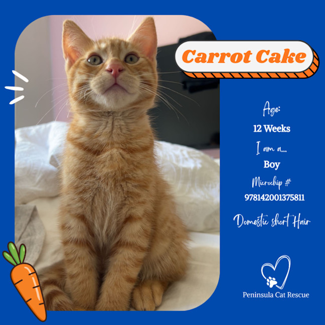 Photo of Carrot Cake